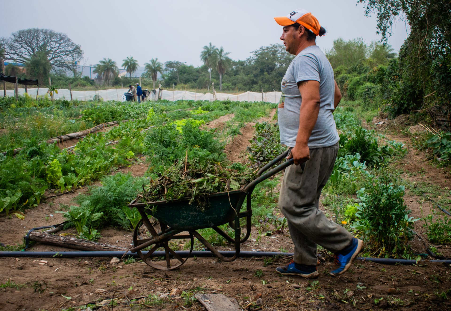 Horta comunitária com colheita fresca — segurança alimentar